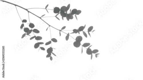 Bilde på lerret Eucalyptus branch shadow overlay on transparent background, minimalist natural d