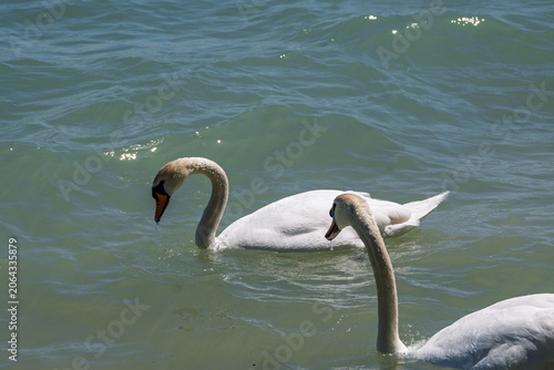 Deux cygnes blancs nageant sur l'eau turquoise et ondulée d'un lac ensoleillé