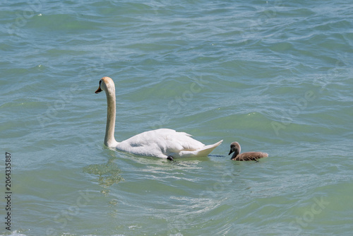 Cygne tuberculé adulte nageant avec son jeune cygnon sur l'eau calme d'un lac ensoleillé