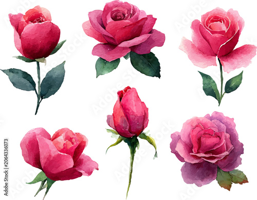 pink roses on white background
