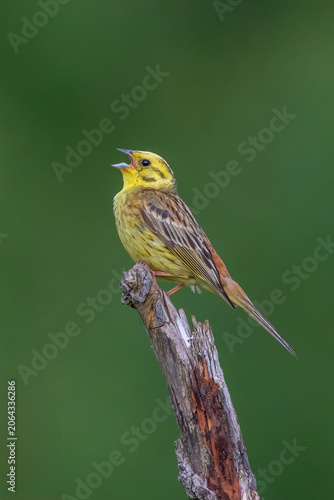 A stunning, razor-sharp wildlife photograph of a male Yellowhammer (Emberiza citrinella) in full song. 