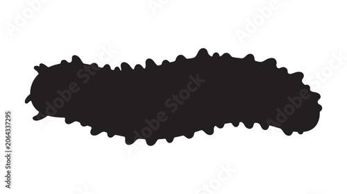 Photos Sea Cucumber Silhouette Against A White Background