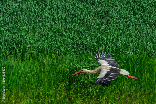 Flying white stork near Tisza