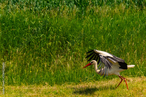 Flying white stork near Tisza