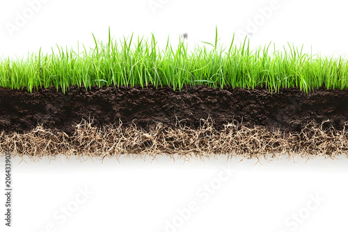 A cross-sectional view of grass and soil, showing root structure and texture, isolated on white background.