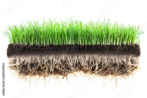A cross-sectional view of grass and soil, showing root structure and texture, isolated on white background.