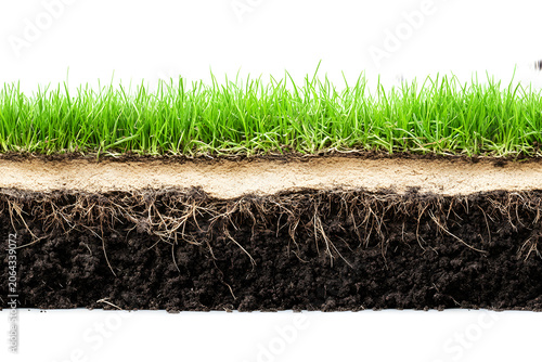 A cross-sectional view of grass and soil, showing root structure and texture, isolated on white background.