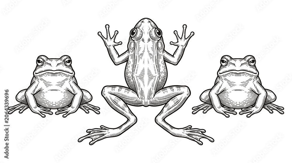 Fototapeta premium Three frogs on white background one facing front.