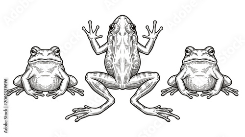 Slika na platnu Three frogs on white background one facing front.