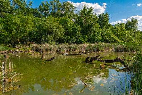 Swamp in Martely