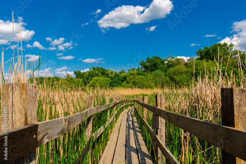 Swamp around a nature trail in Martely