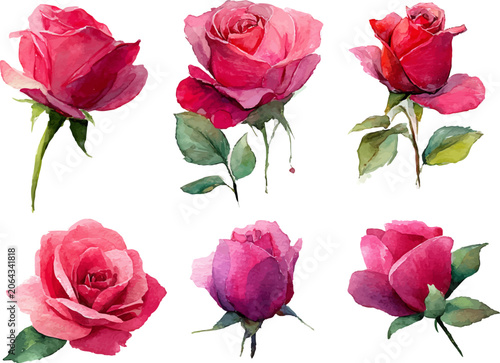 set of pink roses
