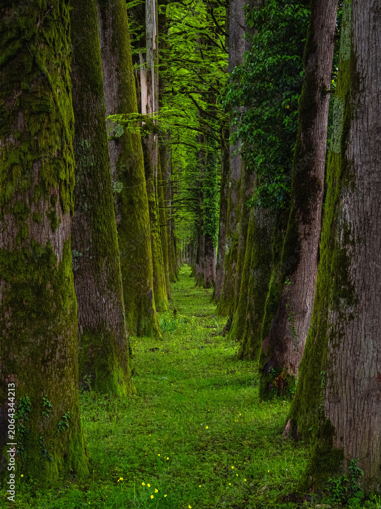 Fototapeta premium Ancient trees stand tall, draped in lush green moss, vertical view