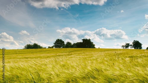 Hyperlapse moving along a beautiful barley field in summer. The fluffy white clouds in the blue sky moving and changing fast. Agriculture and weather in scenic landscape. 
