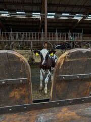 Young black and white calf standing between wooden barn partitions in a working cattle farm. Vertical photo symbolizing growth, curiosity and modern livestock agriculture in a rural environment.