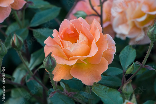 Beautiful orange rose in close-up. A blooming rose in the garden