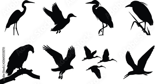 Photos Bird Silhouette Collection Featuring Herons Raptors Waterbirds and Flying Wildli