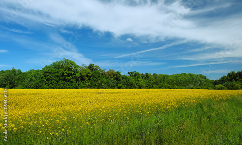 Field with flowering rapeseed