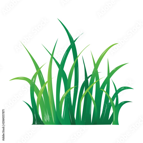 Green grass vector isolated on a white background. Straight tall grass flat vector illustration