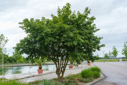 Acer x zoeschense Annae Zöschenahorn Habitus mehrstämmiger Solitär Naturschirm