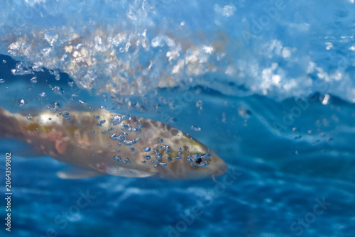 Fotografie A beautiful Koi fish swims gracefully through clear blue water, surrounded by myriad sparkling air bubbles, creating a serene and vibrant underwater scene