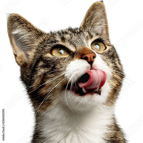 PNG of Playful tabby cat with green eyes licking its lips