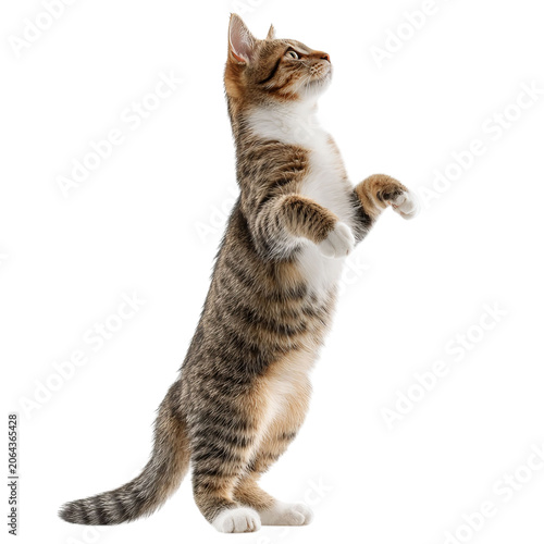 PNG of Curious tabby cat standing on its hind legs, exploring its surroundings.