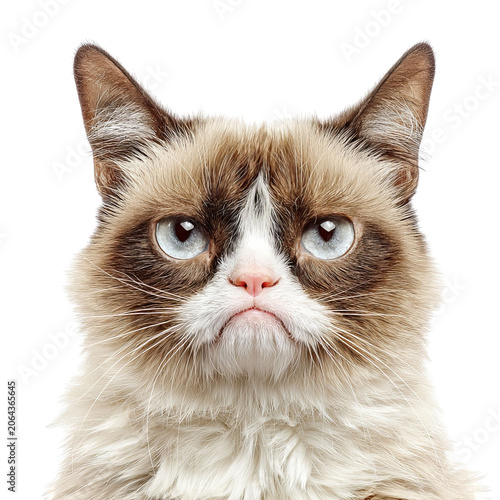 PNG of Close-up of a grumpy cat with striking blue eyes and fluffy fur.