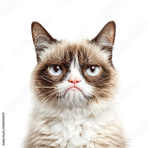 PNG of A close-up of a grumpy-looking feline with striking blue eyes and a fluffy coat.