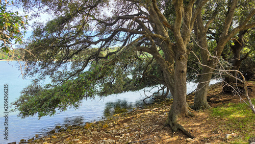 Large Oak Trees Near Rocky Shoreline on a Calm Lake