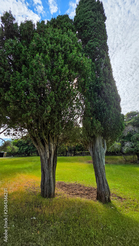 Tall Evergreen Cypress Trees in Green Park Landscape