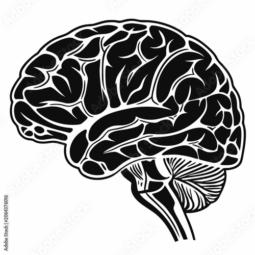 Tableau sur toile Detailed human brain silhouette vector illustration with intricate convolutions