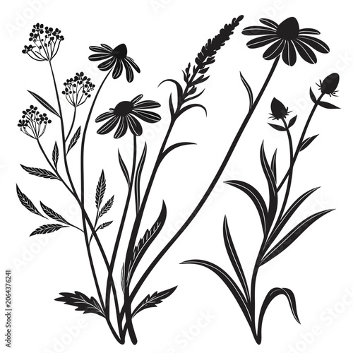 Wild meadow flowers silhouette illustration featuring daisies coneflowers and umbellifers on a white background