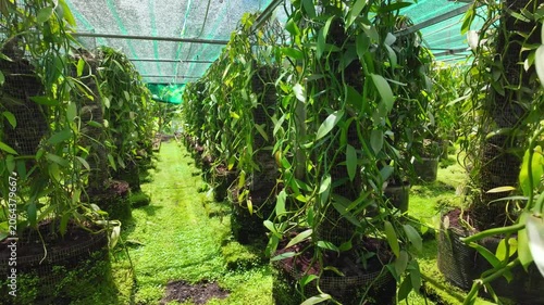 Vanilla farm on the island of La Reunion, France