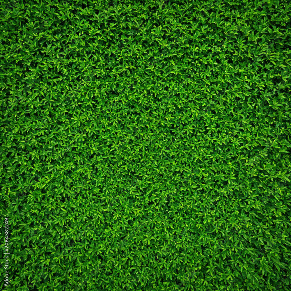 Fototapeta premium A dense wall of vibrant green foliage leaves for natural background design