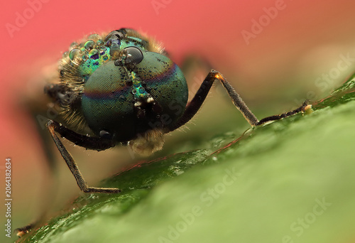 Slika na platnu Chloromyia formosa insect on leaf
