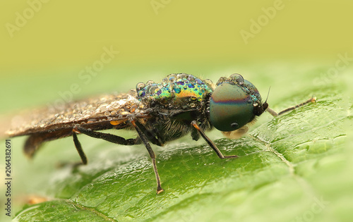 Bild auf Leinwand Chloromyia formosa insect on leaf