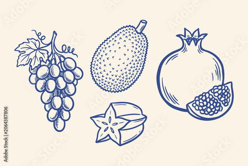 Fotografija Hand drawn fruits including grapes, pomegranate, starfruit and feijoa Vector, il