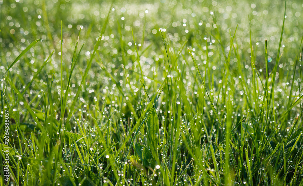 Obraz premium Grass with morning dew drops, meadow with drops of water background