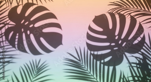 Tropical Leaves Shadows on Pastel Gradient Background