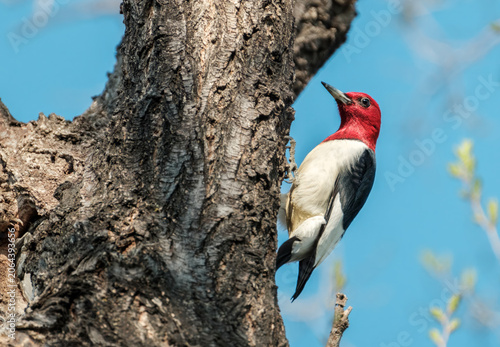 Obraz na płótnie Red-headed Woodpecker Climbing Tree Bird Wildlife Portrait