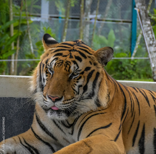 Tiger Kingdom in Phuket is a popular attraction