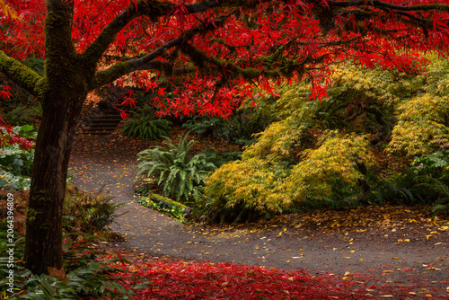 Colorful Japanese maples and lush ferns line a trail in Washington Park Arboretum in autumn in  Seattle, WA
