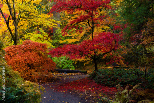 Colorful, lush, fall foliage and fallen leaves line a trail in Washington Park Arboretum in Seattle, WA
