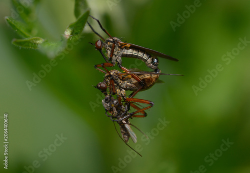 Mating pair of dance flies Empis opaca on a green leaf with female feeding on nuptial gift provided by male