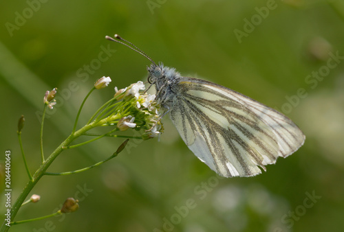 Green-veined white butterfly Pieris napi feeding on small white wildflowers in summer meadow