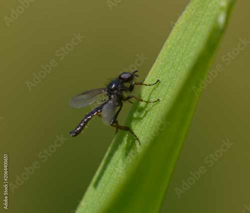 Small black robber fly Dioctria perched on vibrant green grass blade on sunny day in wild meadow