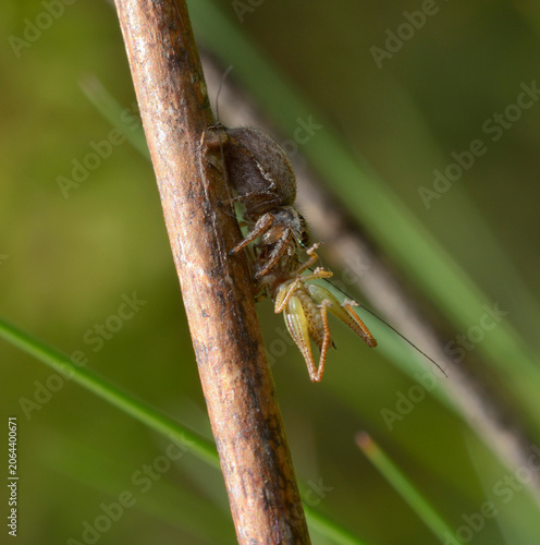 Crab spider Xysticus feeding on captured grasshopper prey on green grass stem