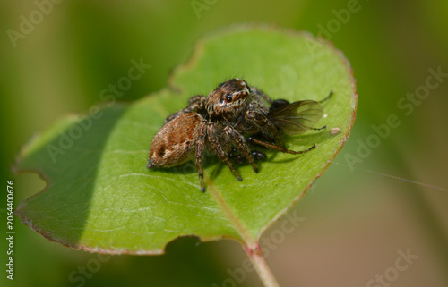 Jumping spider Evarcha eating its insect prey on green leaf in wild nature