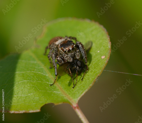 Jumping spider Evarcha eating its insect prey on green leaf in wild nature